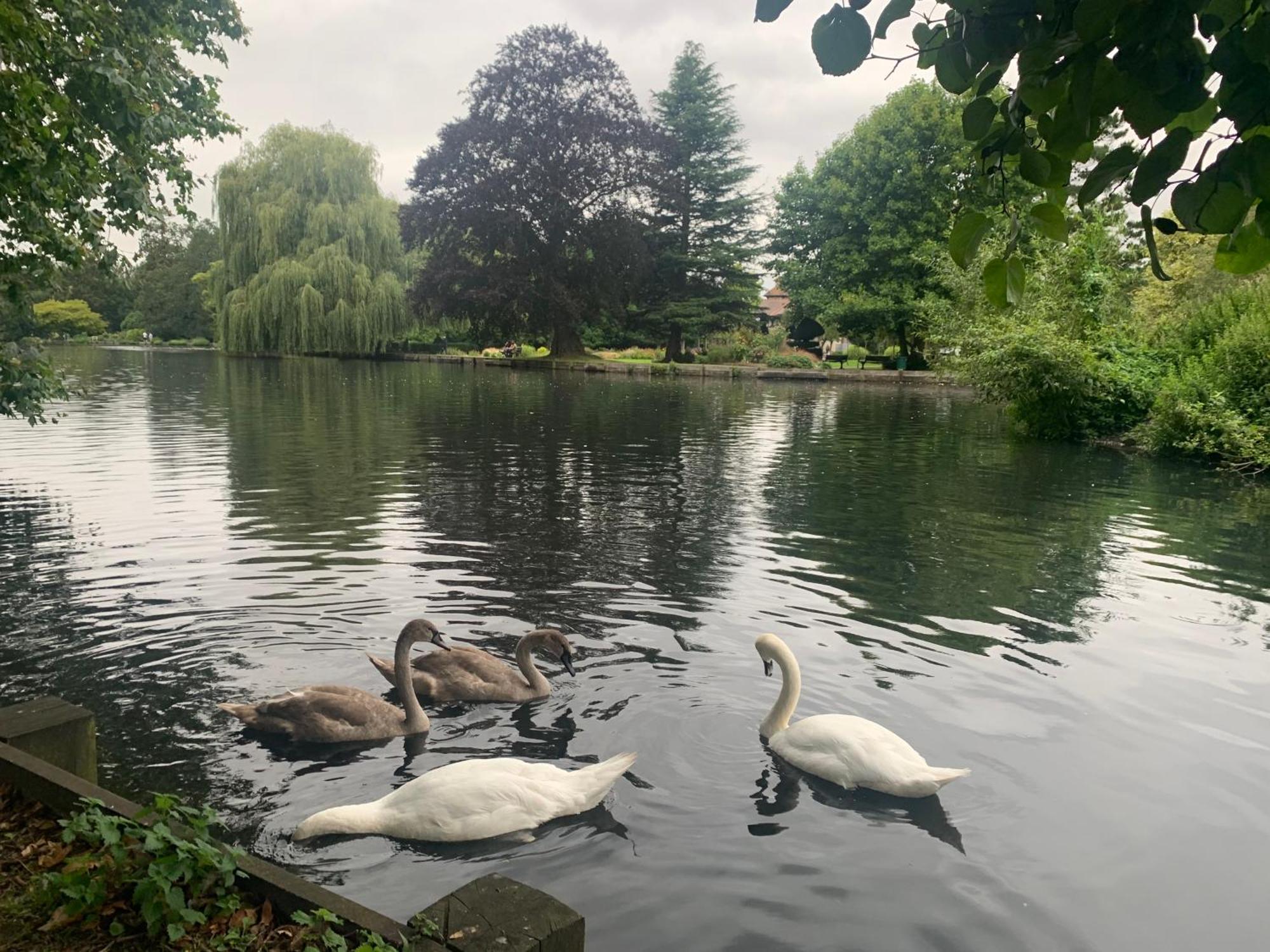 Beddington Park Lodge West 沃灵顿 外观 照片